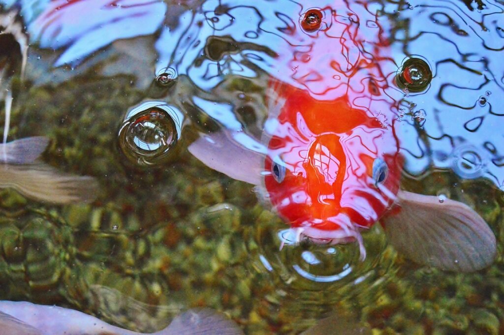Blog koi fish, fish, pond, koi, animal, koi pond, nature, water, japan, closeup